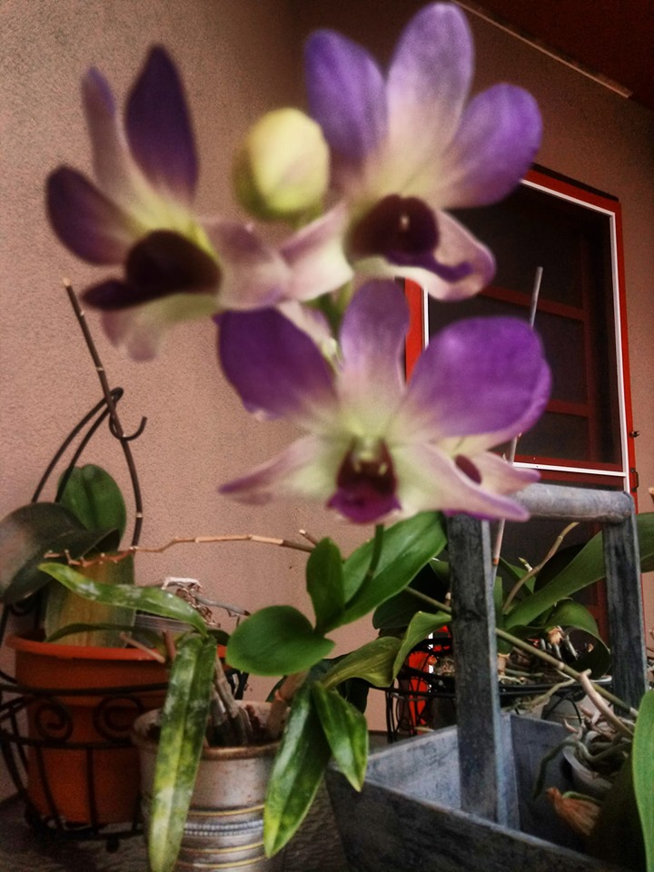 71676489_10162403824925444_6881471647614763008_n