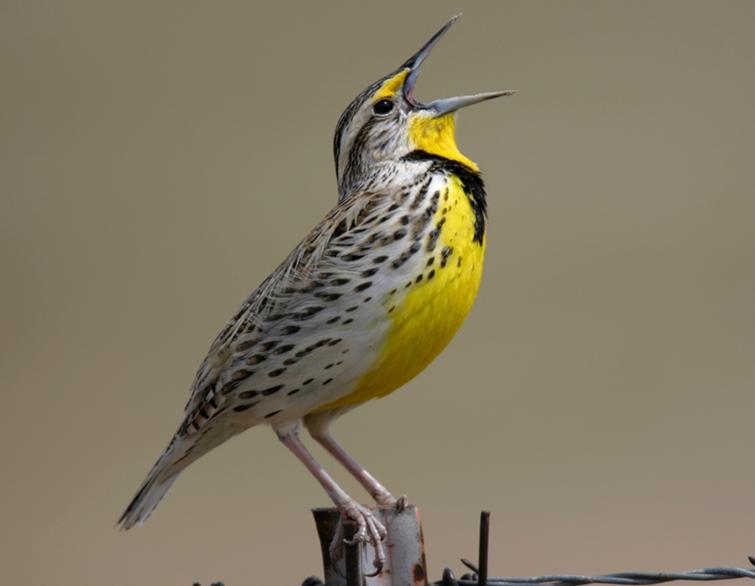 western_meadowlark_5